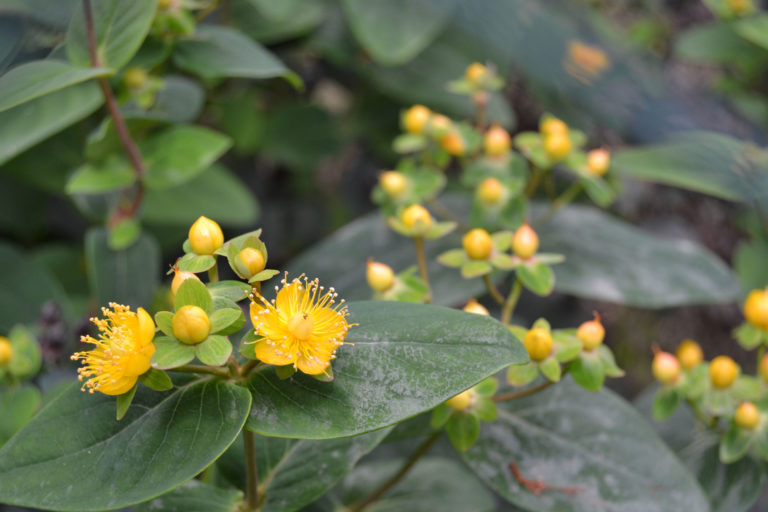 Flor-Amarela