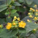 Flor-Amarela