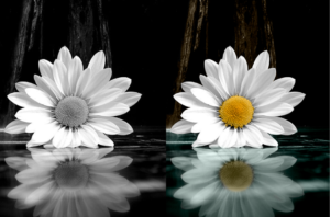Flor_colorização